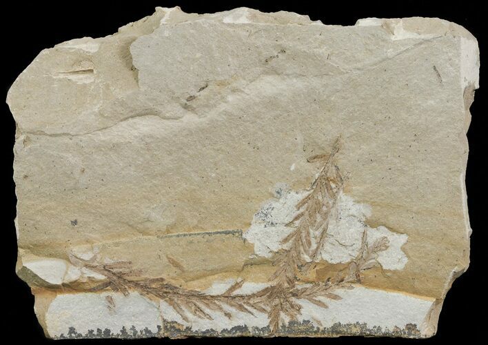 Metasequoia (Dawn Redwood) Fossil - Montana #67536